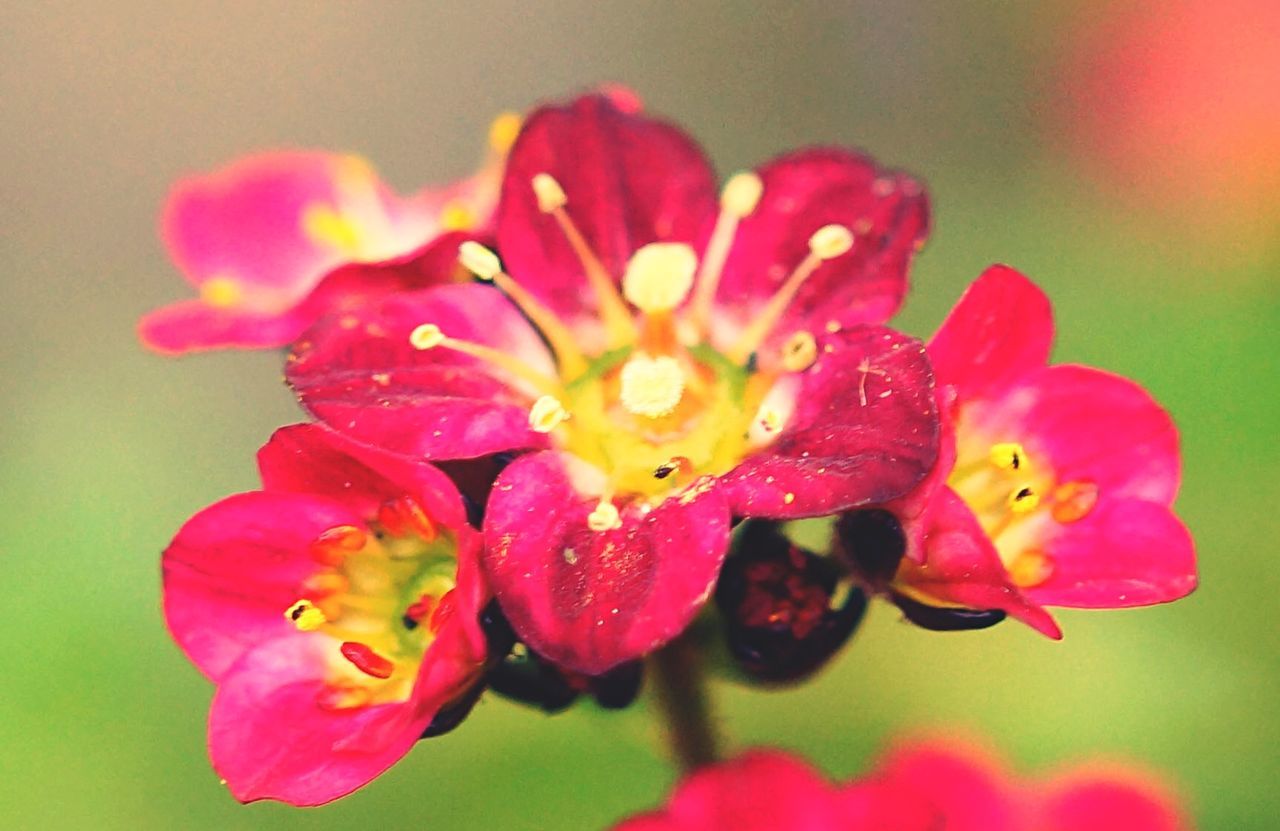 Close-up of fresh pink flower in bloom