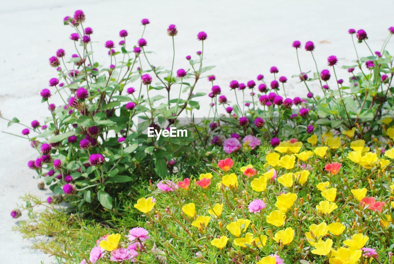 CLOSE-UP OF PURPLE FLOWERS