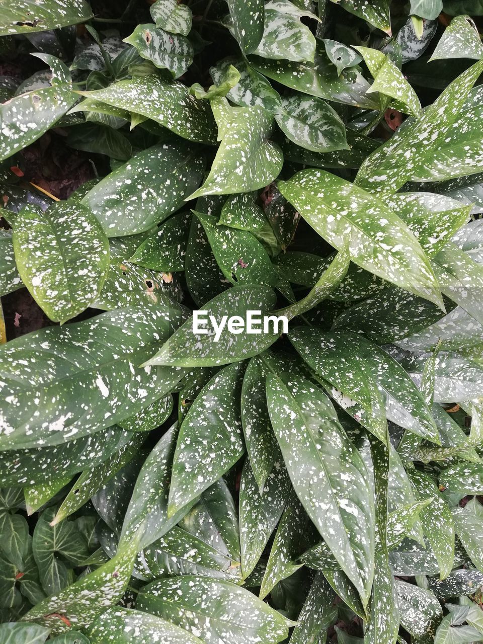 FULL FRAME SHOT OF WET LEAVES ON RAINY DAY