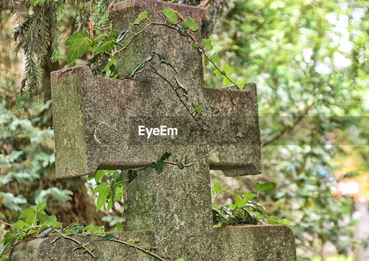 CLOSE-UP OF TREE TRUNK OUTDOORS