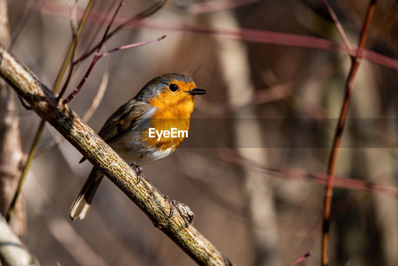 animal themes, animal, animal wildlife, bird, wildlife, nature, tree, branch, one animal, perching, plant, beauty in nature, robin, beak, yellow, outdoors, no people, environment, focus on foreground, multi colored, tropical bird, tourism