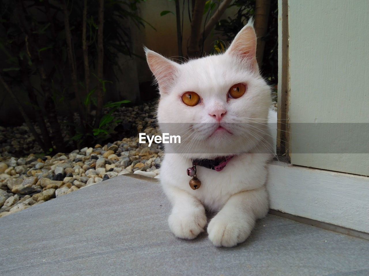 CLOSE-UP PORTRAIT OF WHITE CAT SITTING BY WALL