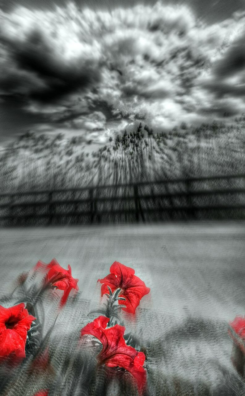 CLOSE-UP OF RED FLOWER ON ROAD AGAINST SKY