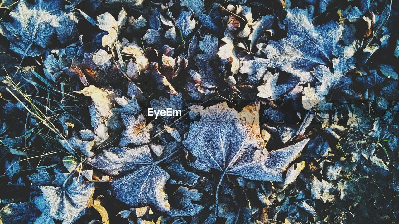 Full frame shot of frozen dry leaves