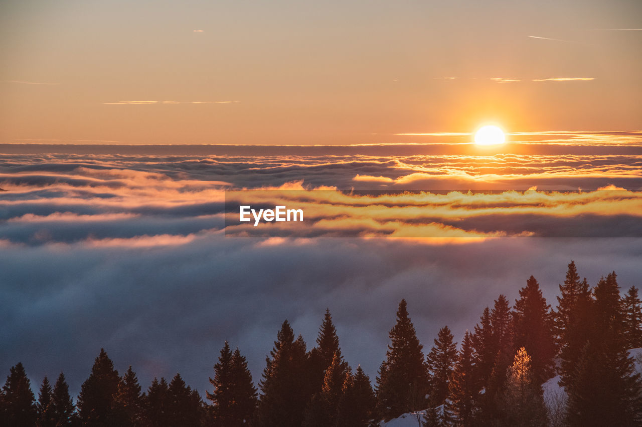 Sea of fog sunset with trees