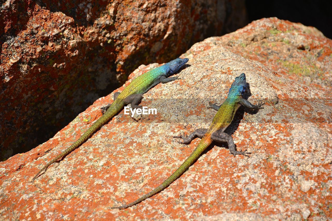 CLOSE-UP OF GRASSHOPPER ON ROCK