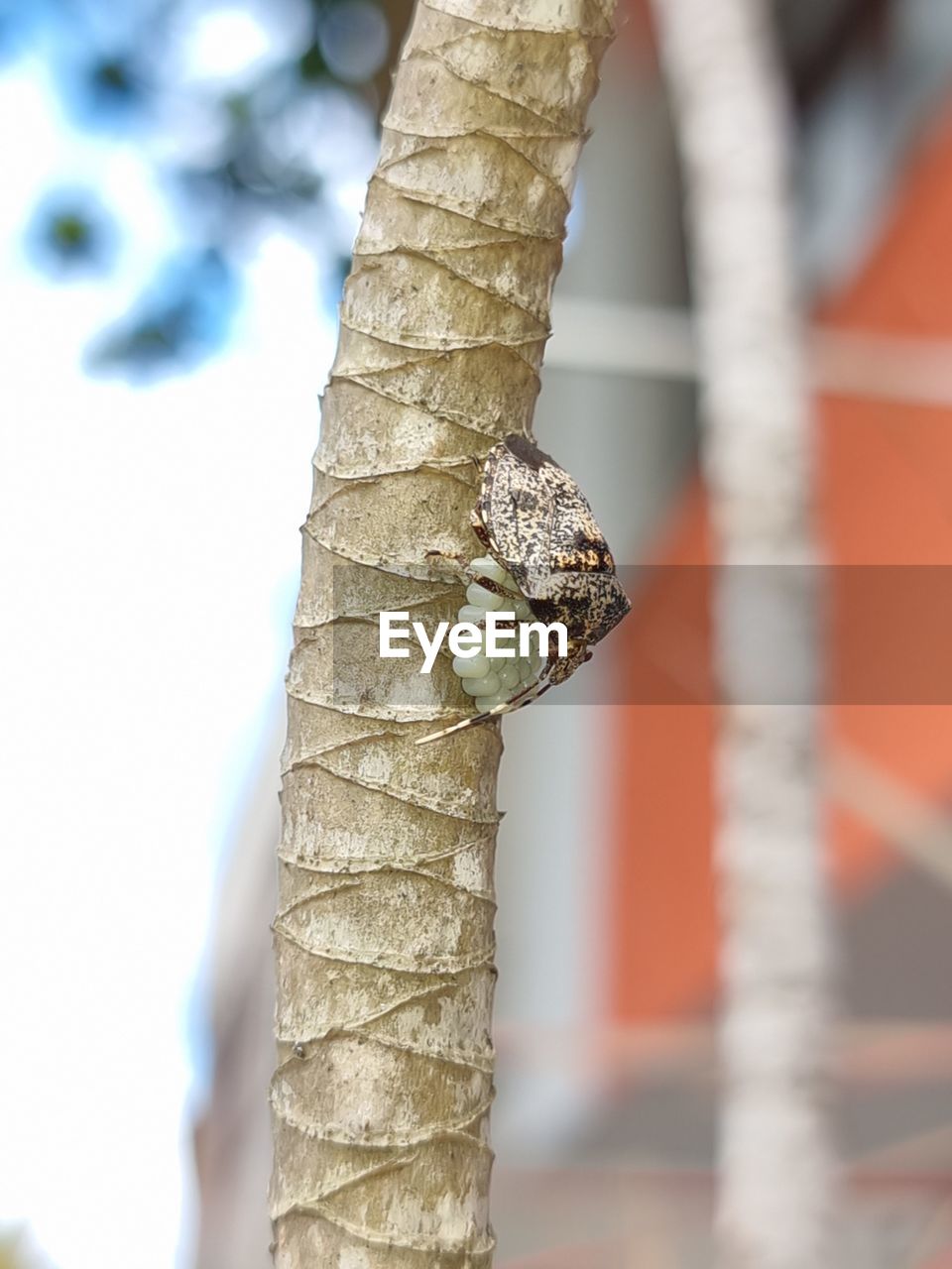 animal themes, animal, one animal, animal wildlife, reptile, wildlife, close-up, animal body part, snake, no people, nature, insect, outdoors, selective focus, focus on foreground, macro photography, day, macro