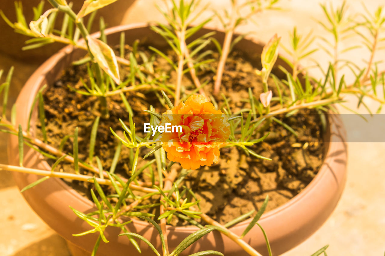 CLOSE-UP OF POTTED PLANT