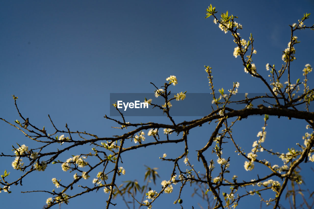 LOW ANGLE VIEW OF FLOWERS BLOOMING ON TREE AGAINST BLUE SKY