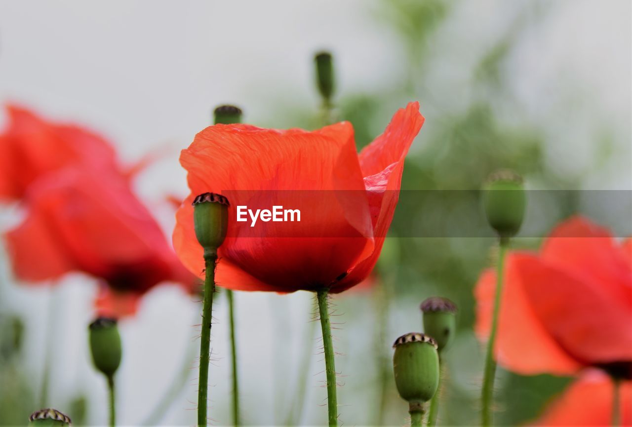 Close-up of red poppy tulip