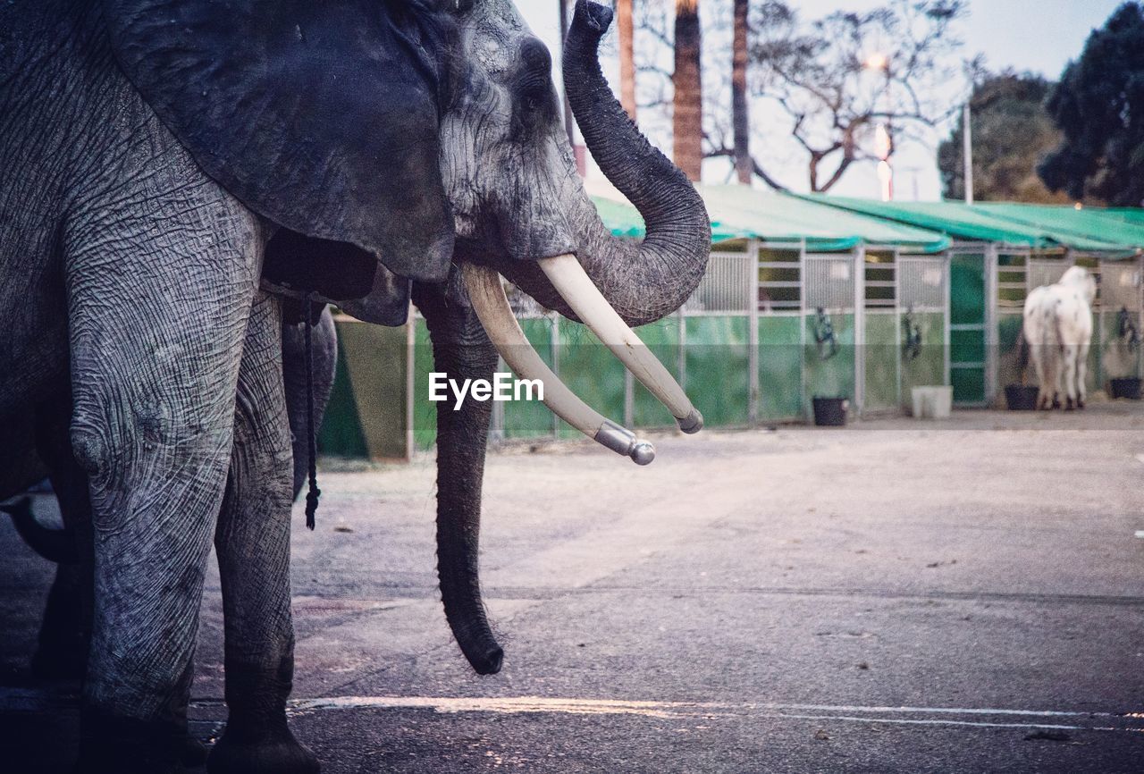 Elephant standing in park