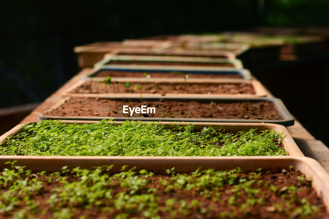 Planter boxes with seedlings growing.  