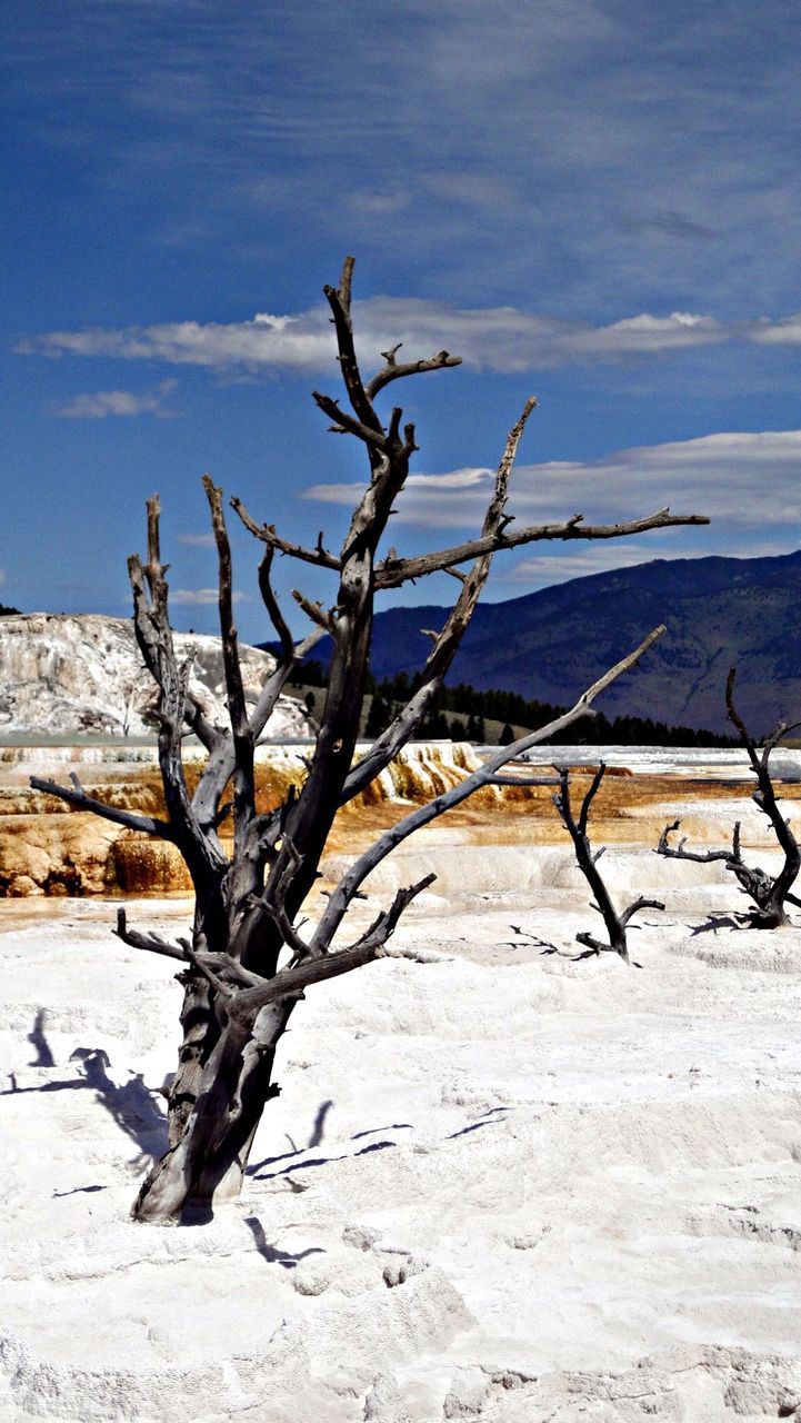 Bare trees on snow field against sky