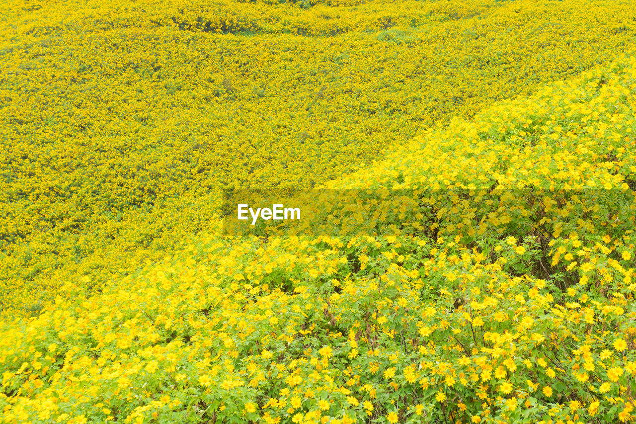 Full frame shot of yellow flowers on field
