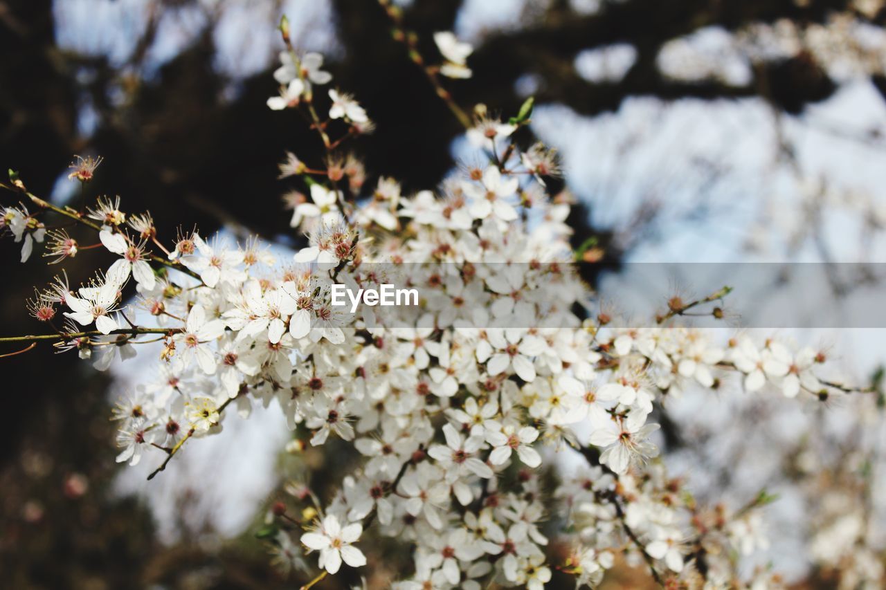 Close-up of white flowers blooming in park