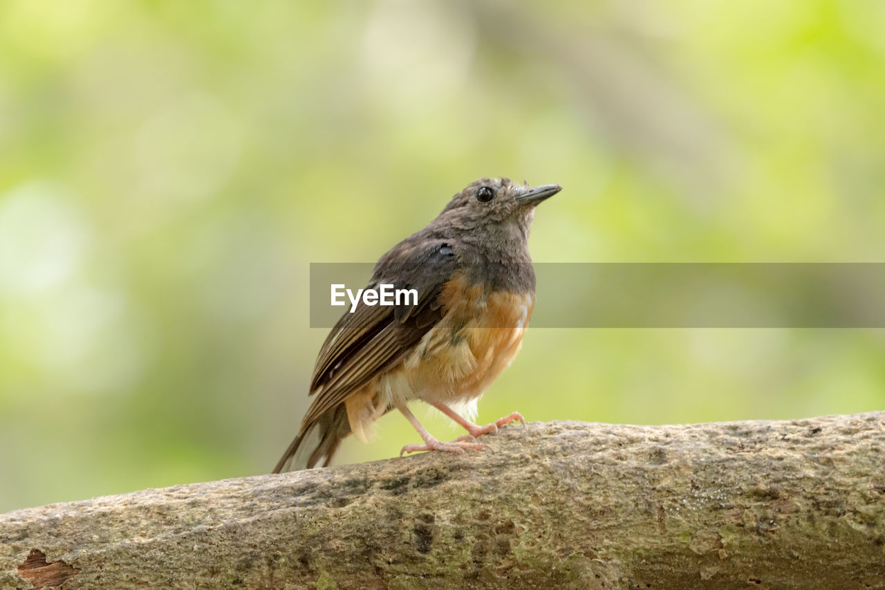 CLOSE-UP OF BIRD PERCHING ON A PLANT