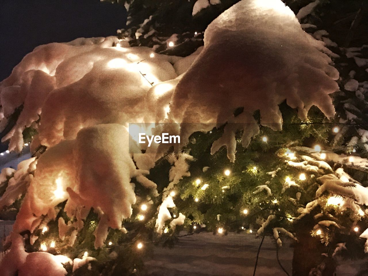 CLOSE-UP OF ILLUMINATED TREE