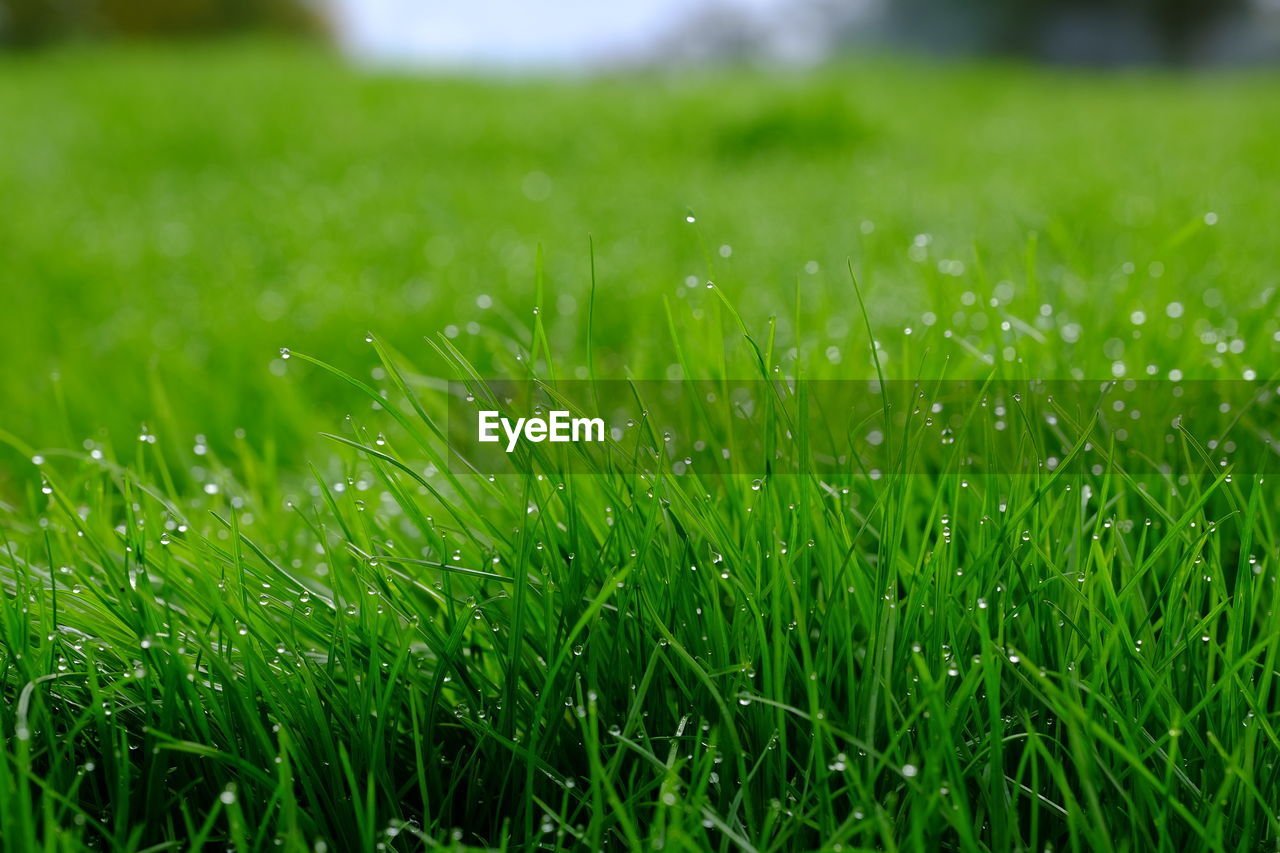 Close-up of wet grass on field