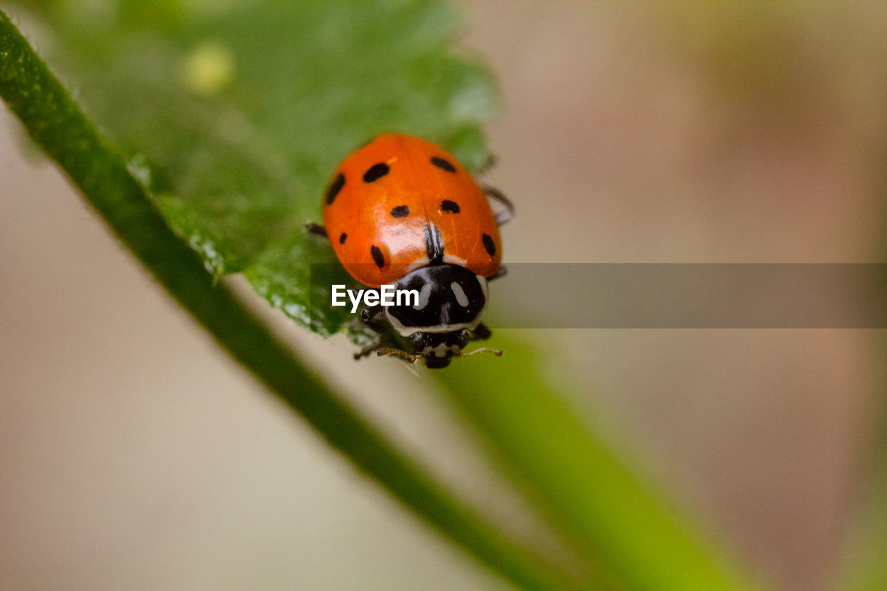 Close-up of red ladybug on leaf