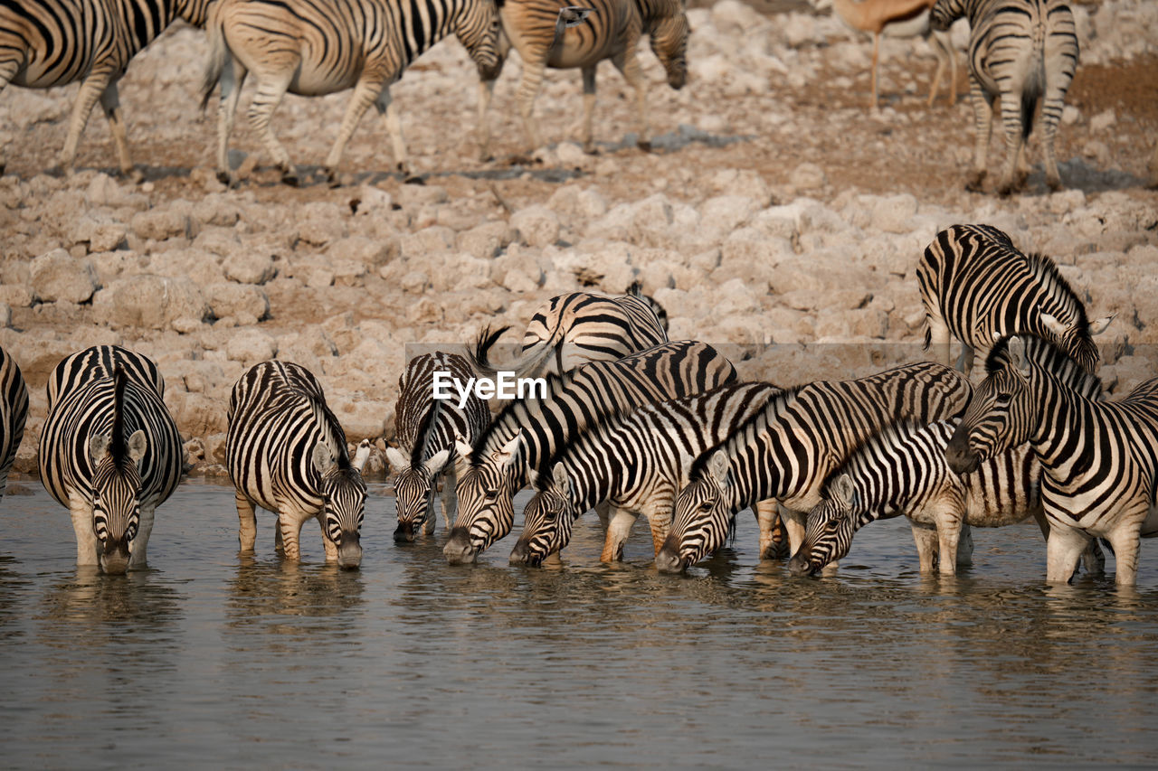 zebras standing on field