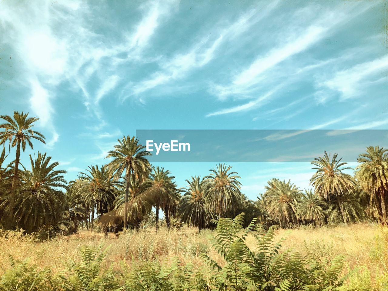 SCENIC VIEW OF PALM TREES ON FIELD AGAINST SKY