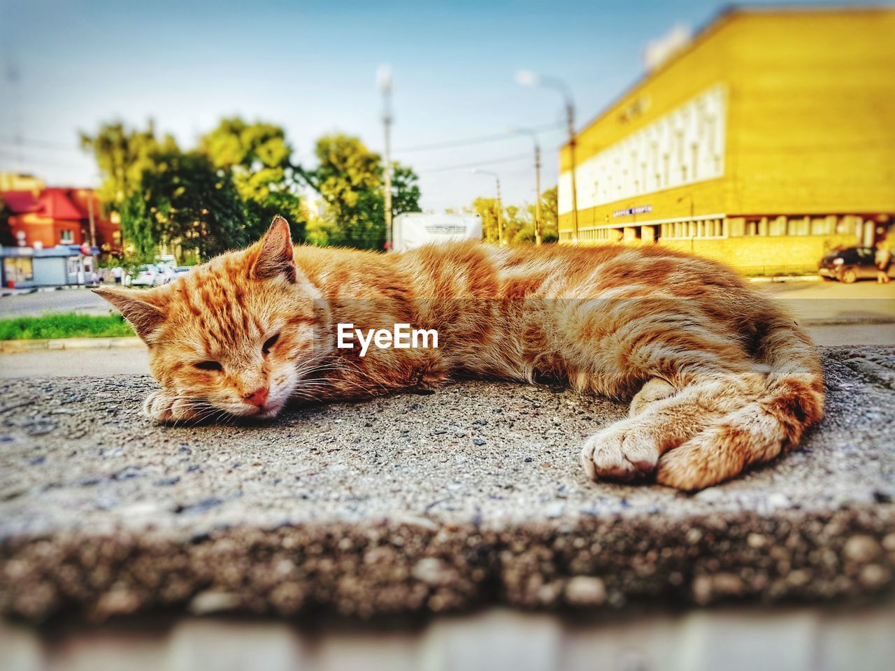 PORTRAIT OF GINGER CAT LYING ON STREET