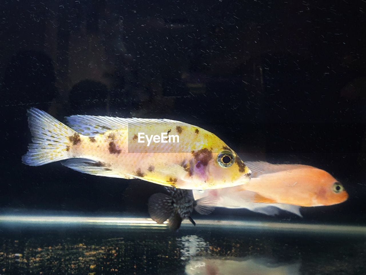 FISH SWIMMING UNDERWATER