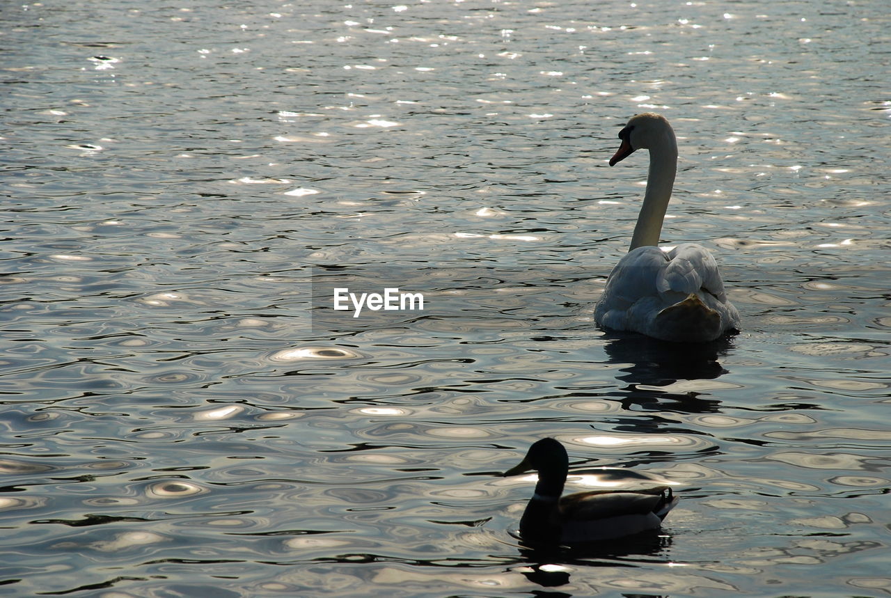 High angle view of birds swimming in lake