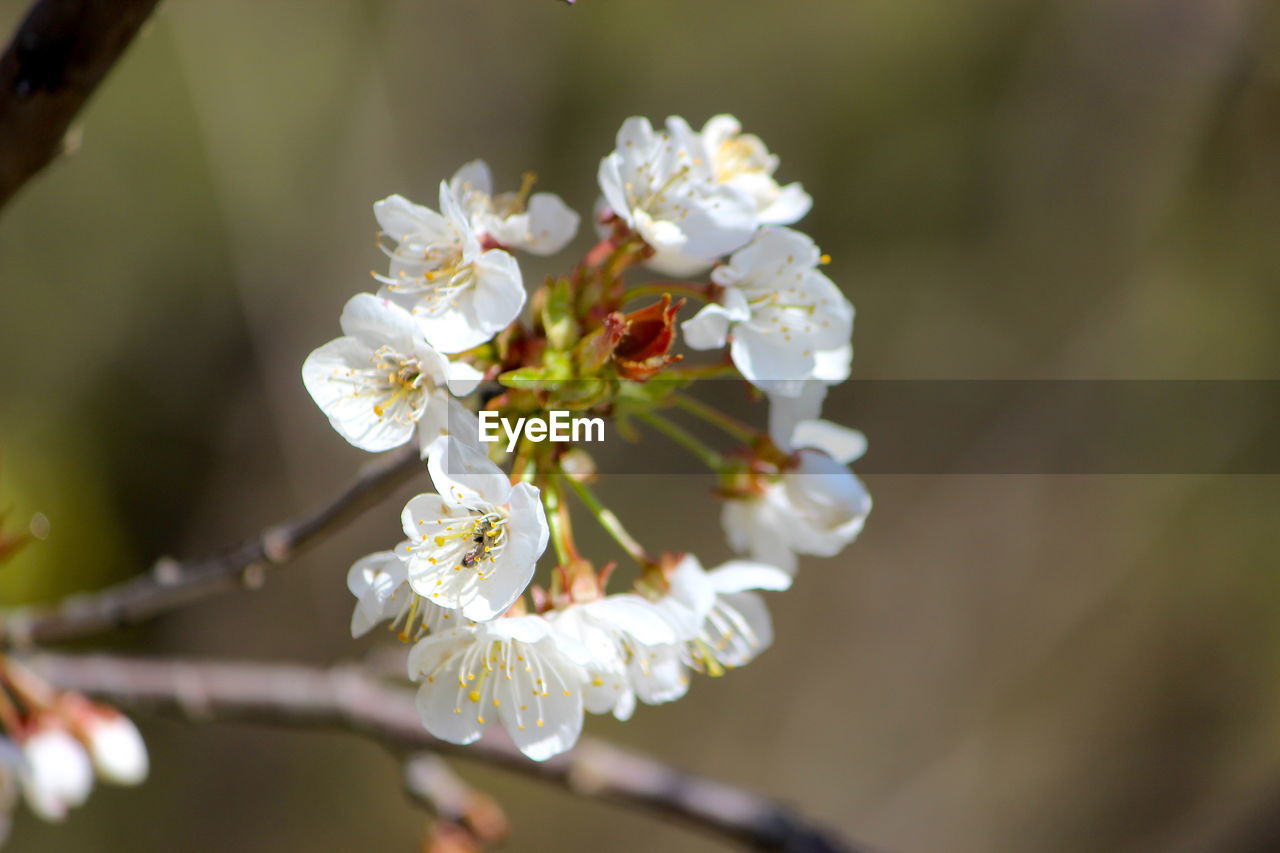 CLOSE-UP OF WHITE CHERRY BLOSSOM OUTDOORS