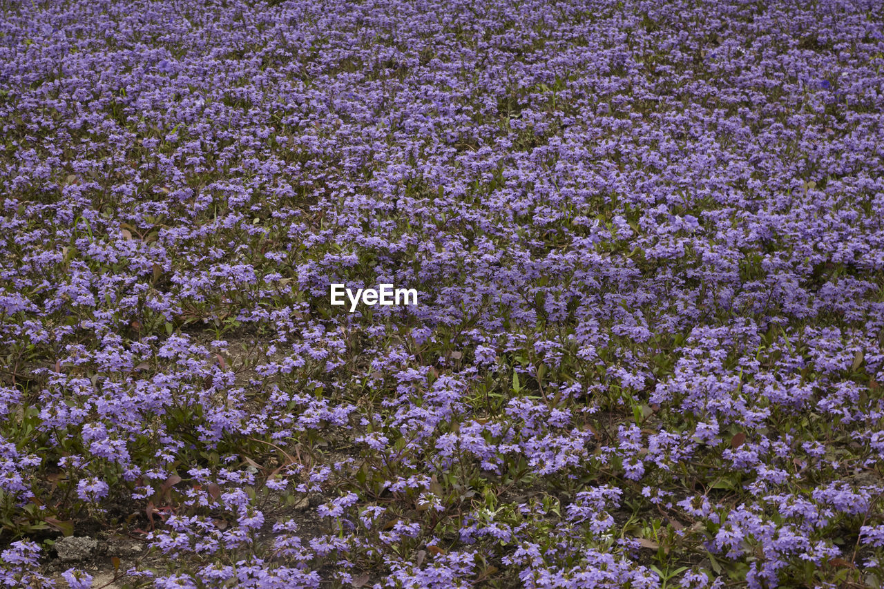 FULL FRAME SHOT OF PURPLE FLOWERS GROWING IN FIELD