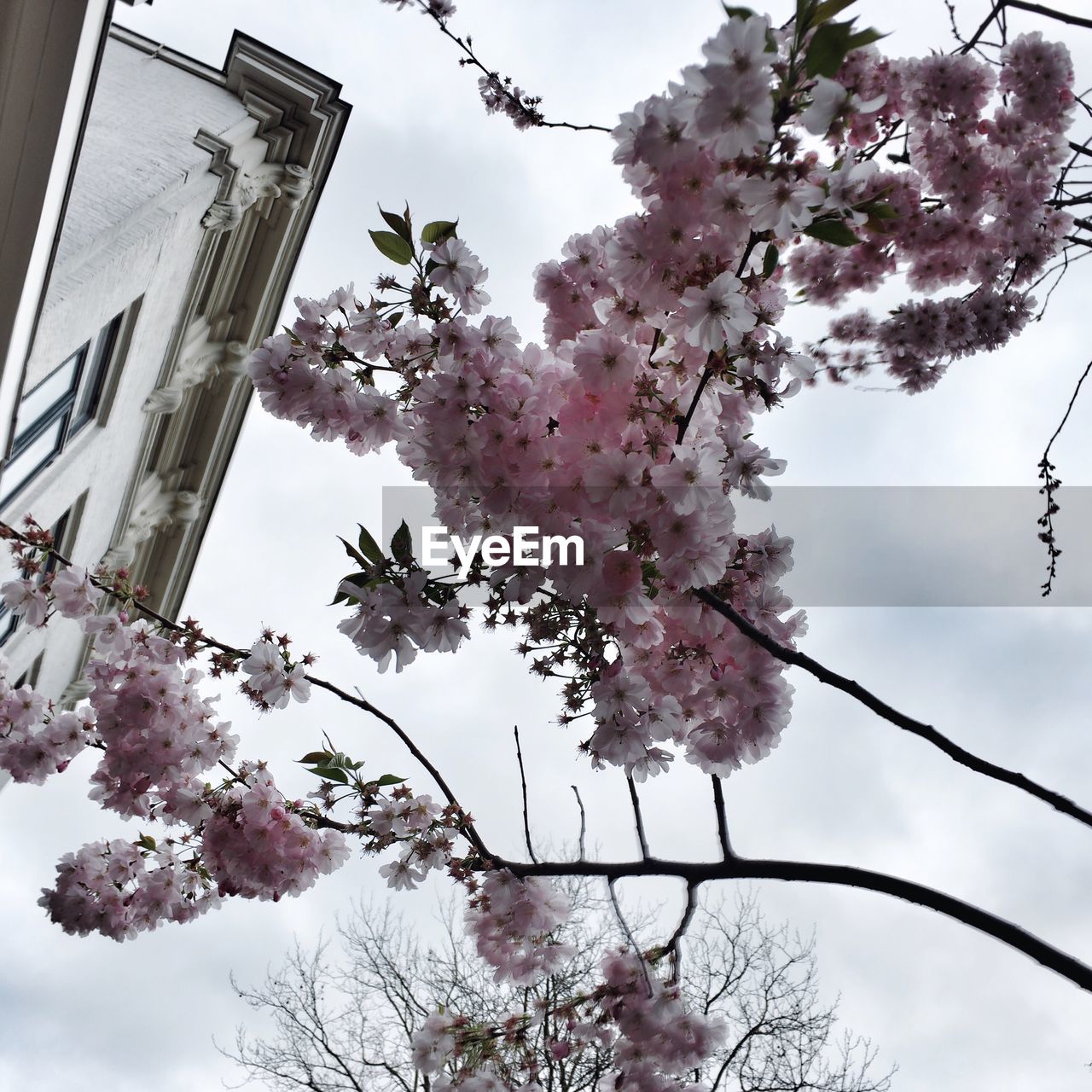 LOW ANGLE VIEW OF PINK CHERRY BLOSSOM TREE