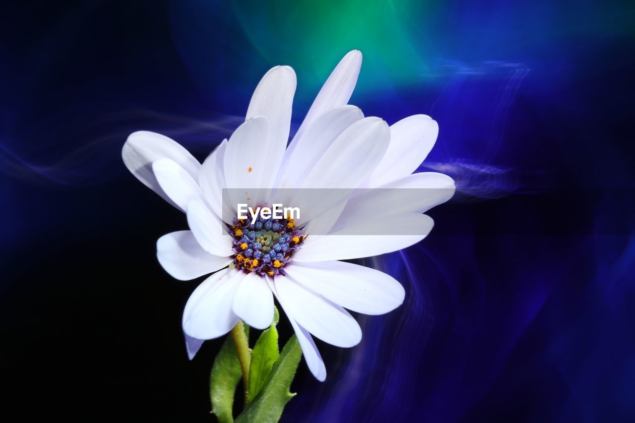 CLOSE-UP OF WHITE ROSE