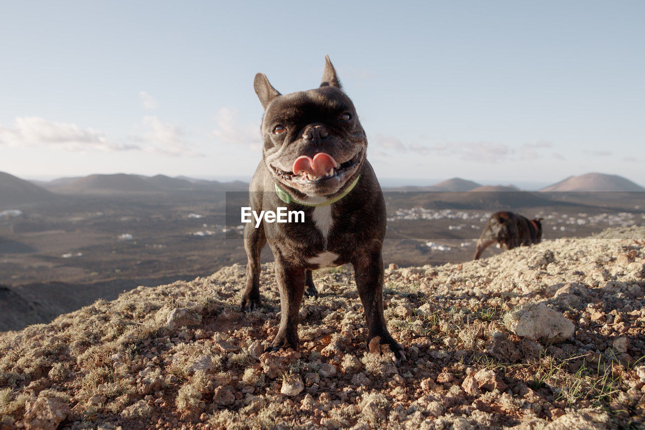 one animal, mammal, animal themes, animal, pet, domestic animals, dog, canine, nature, sky, mountain, no people, day, rock, portrait, landscape, sunlight, standing, mountain range, land, carnivore, looking at camera, environment, outdoors, french bulldog, lap dog, sticking out tongue
