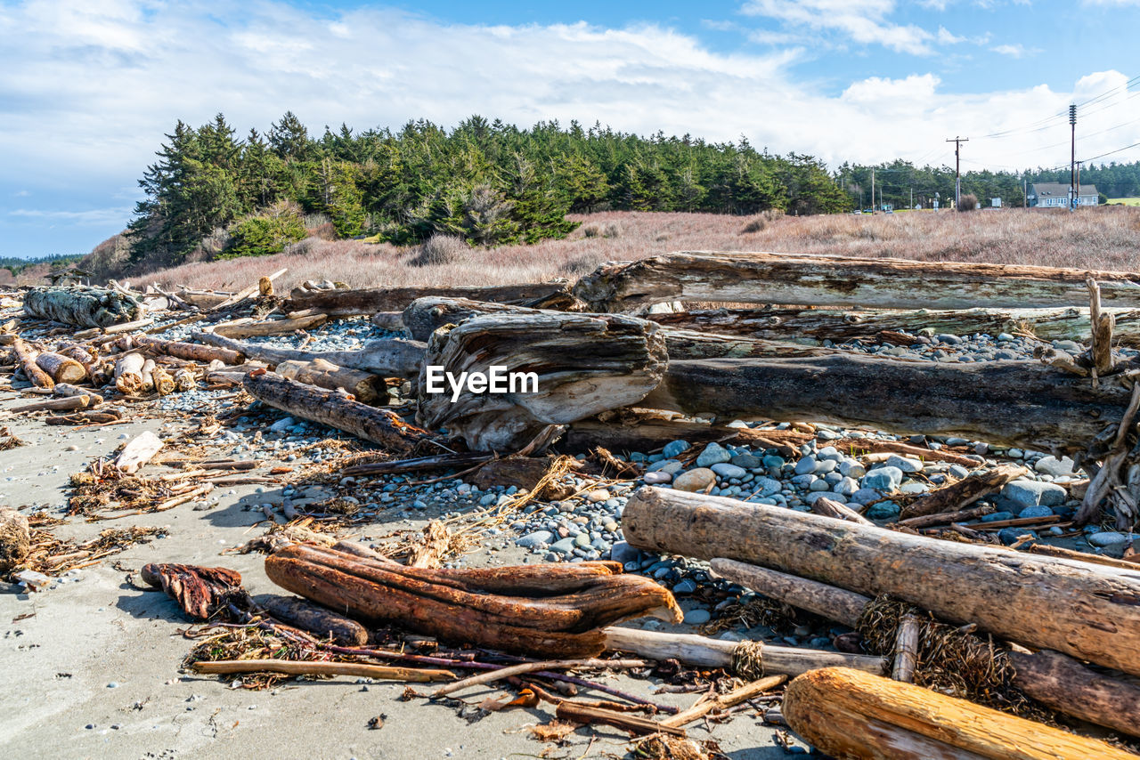 nature, sky, land, tree, environmental issues, cloud, environment, wood, no people, day, timber, plant, log, landscape, sea, outdoors, beach, water, fishing, forest, deforestation, environmental damage, business finance and industry, pollution, fishing industry, coast, heap, social issues, industry