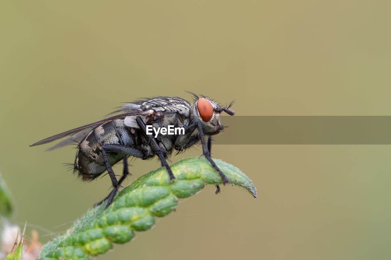 CLOSE-UP OF FLY