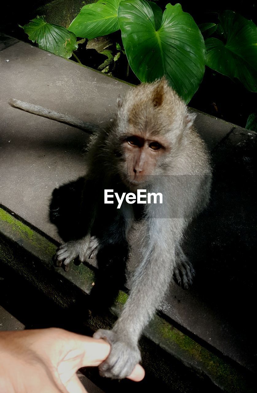 High angle view of monkey holding human finger in forest