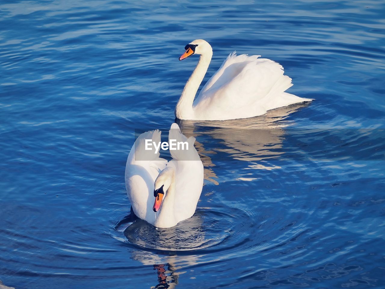 water, bird, animal wildlife, wildlife, swan, animal themes, animal, lake, beak, water bird, swimming, nature, ducks, geese and swans, no people, one animal, day, waterfront, mute swan, rippled, wing, high angle view, white, beauty in nature, outdoors, reflection, zoology