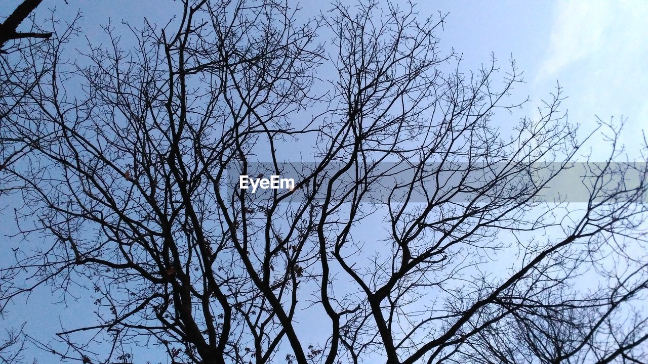 LOW ANGLE VIEW OF BIRDS ON TREE AGAINST SKY