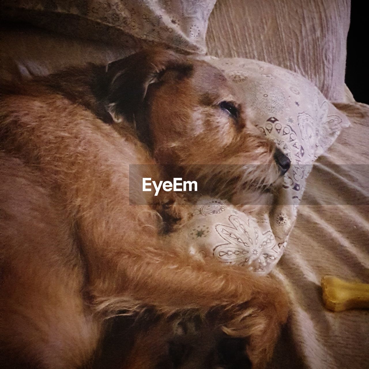 CLOSE-UP OF DOG WITH MOUTH