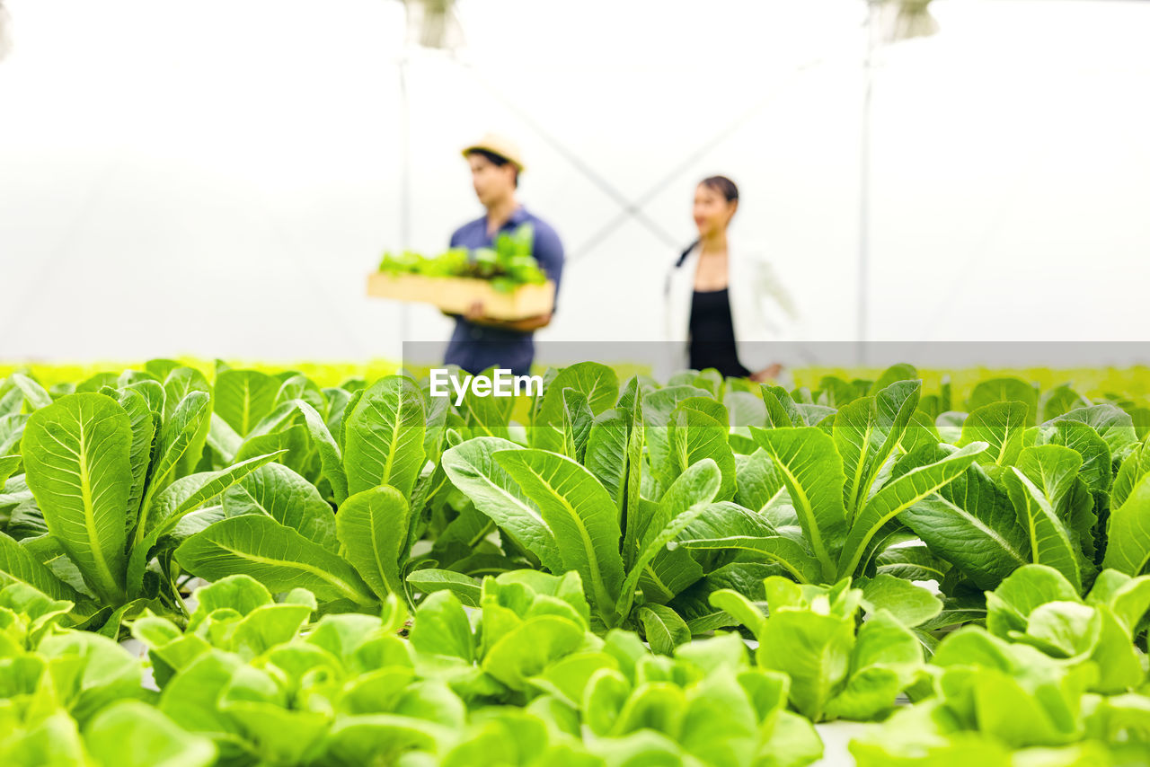 Asian farmer couple work in hydroponic vegetable greenhouse farm with happiness and joyful in row