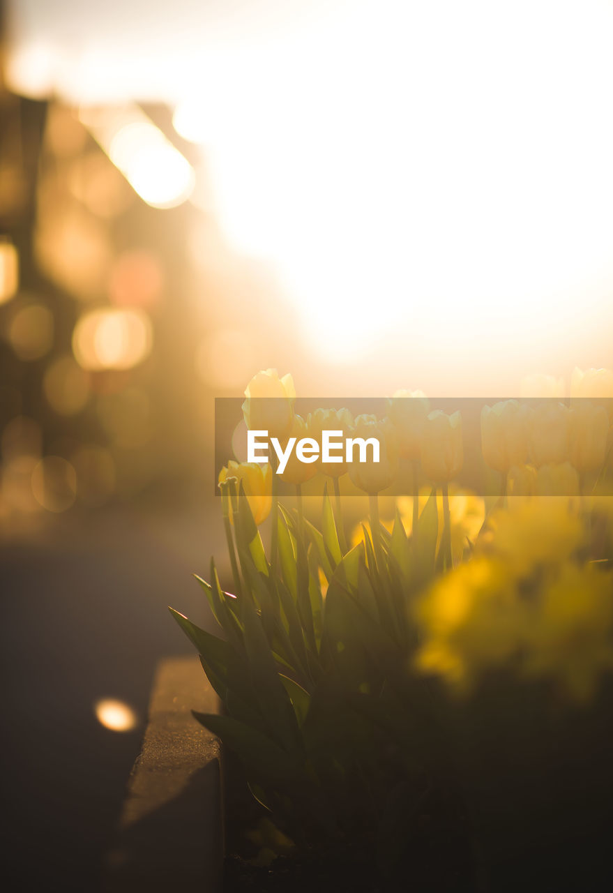 Close-up of yellow flowering plant against sky during sunset