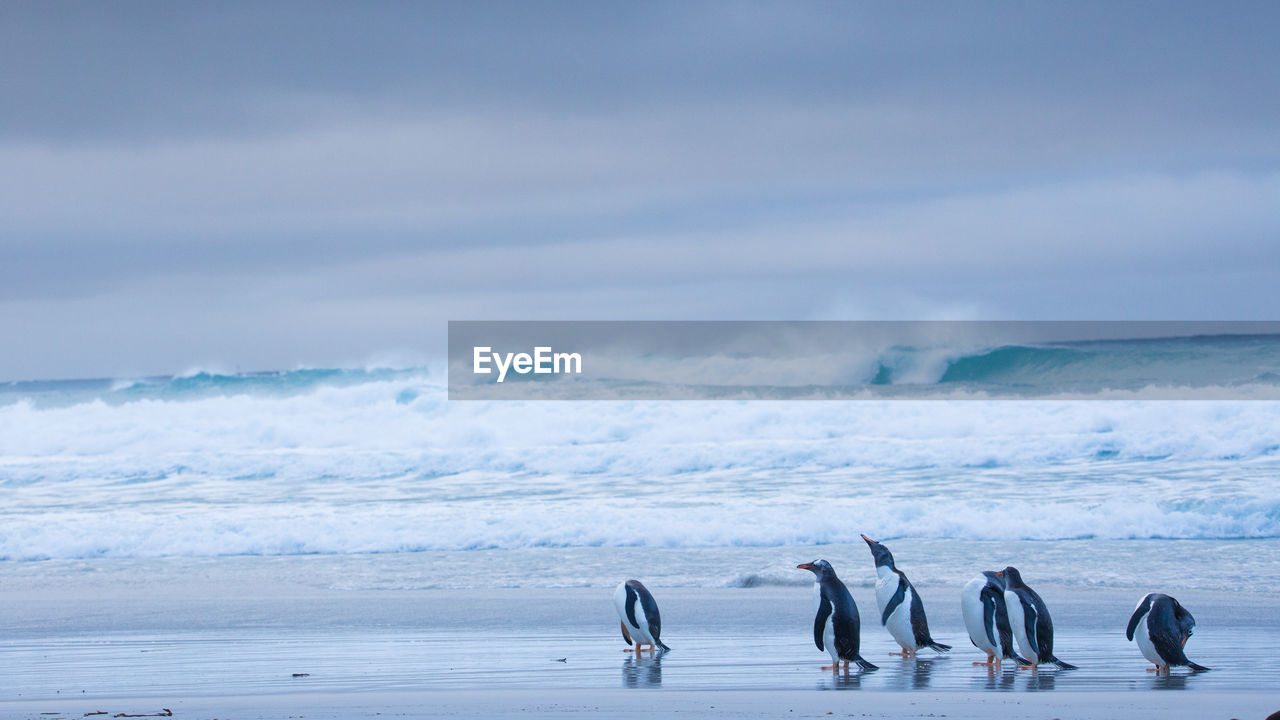 Scenic view of penguins at beach against sky