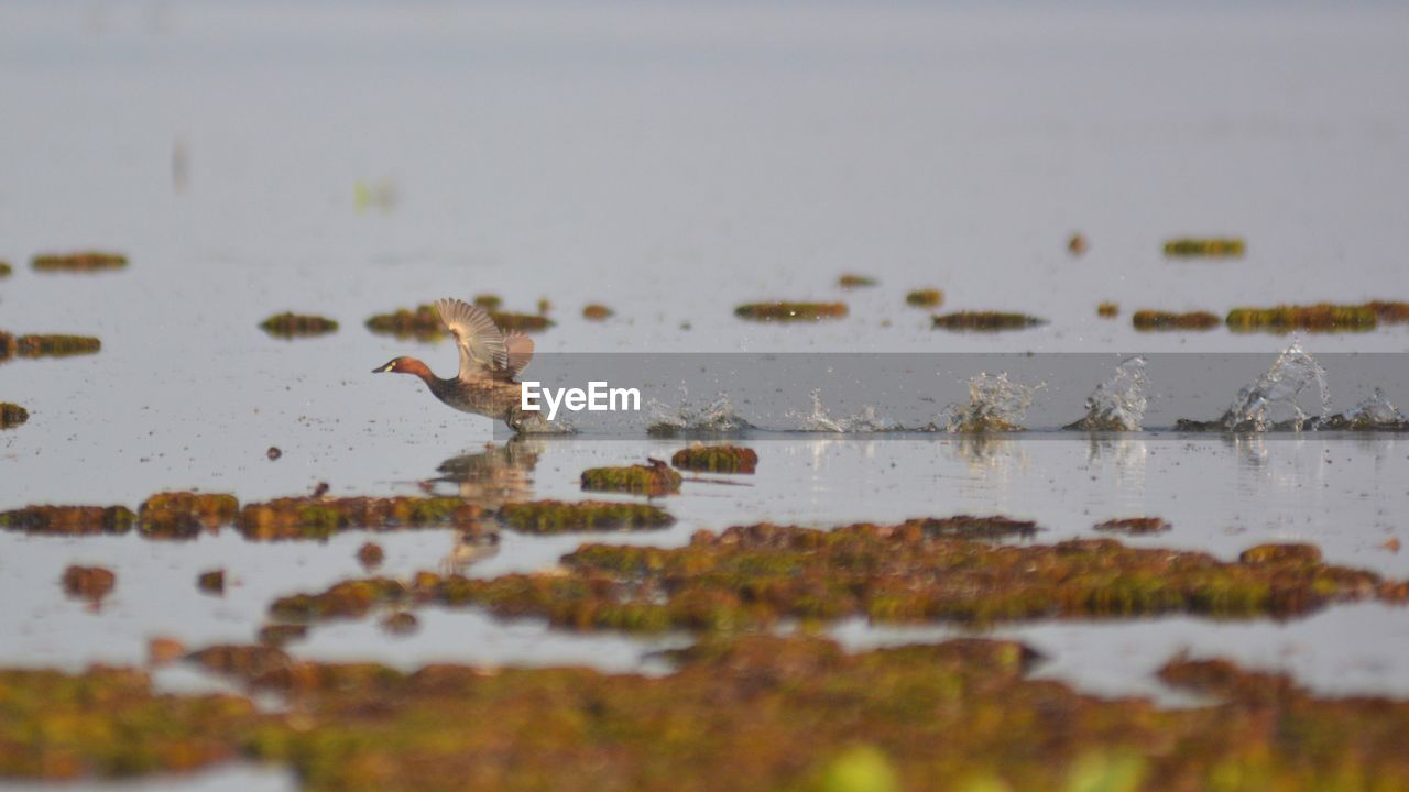 Close-up of birds on the lake