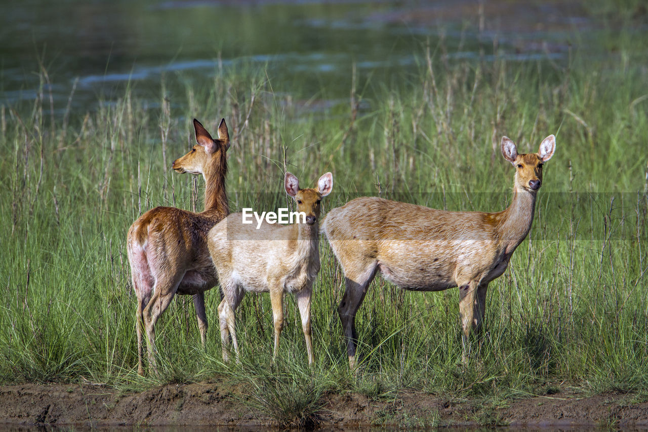 DEER STANDING ON FIELD