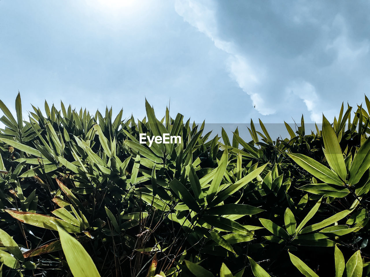 Close-up of plants growing on field against sky