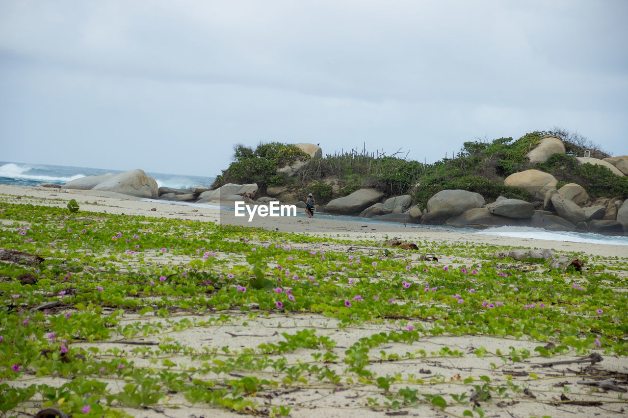 SCENIC VIEW OF ROCKS IN GARDEN AGAINST SKY