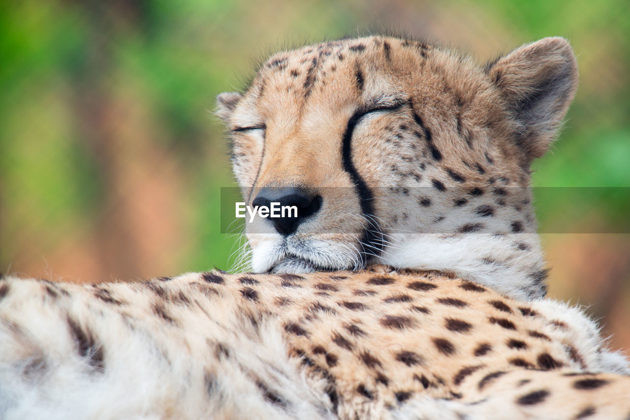 CLOSE-UP OF A CAT ON A ROCK