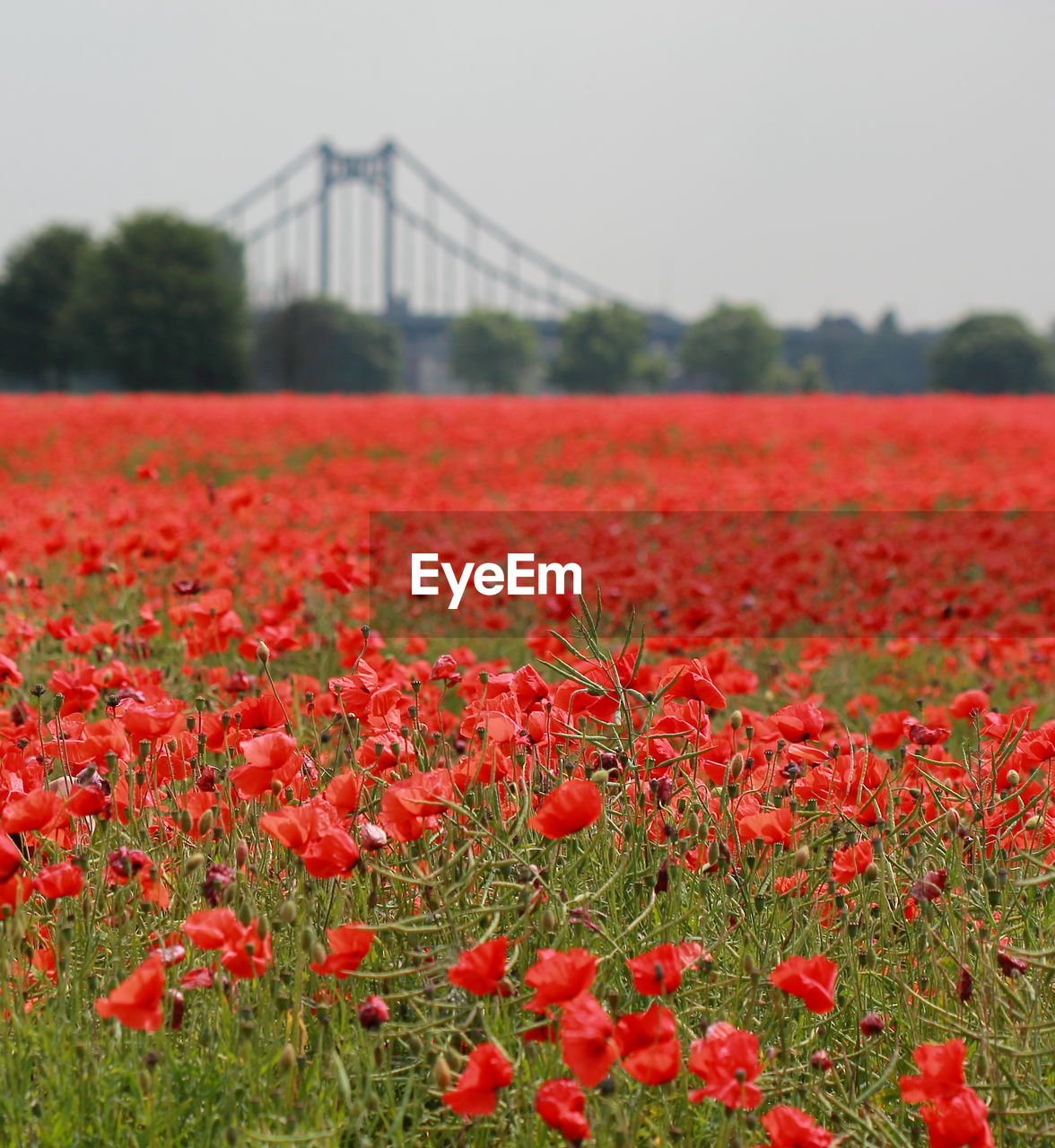 Close-up of red flowers blooming on field against sky