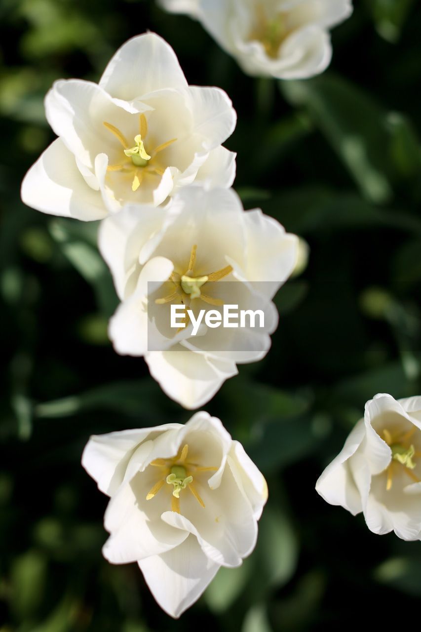 CLOSE-UP OF WHITE ROSE