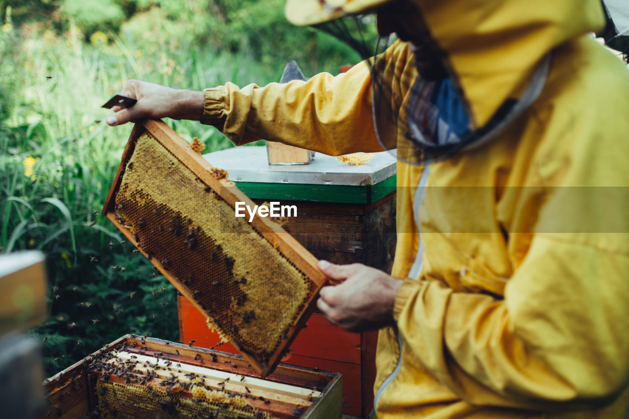Beekeeper holding honeycomb
